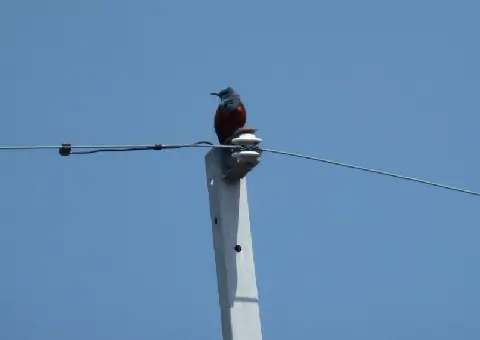 a blue rock thrush comes up nearby utility pole and chirps every morning